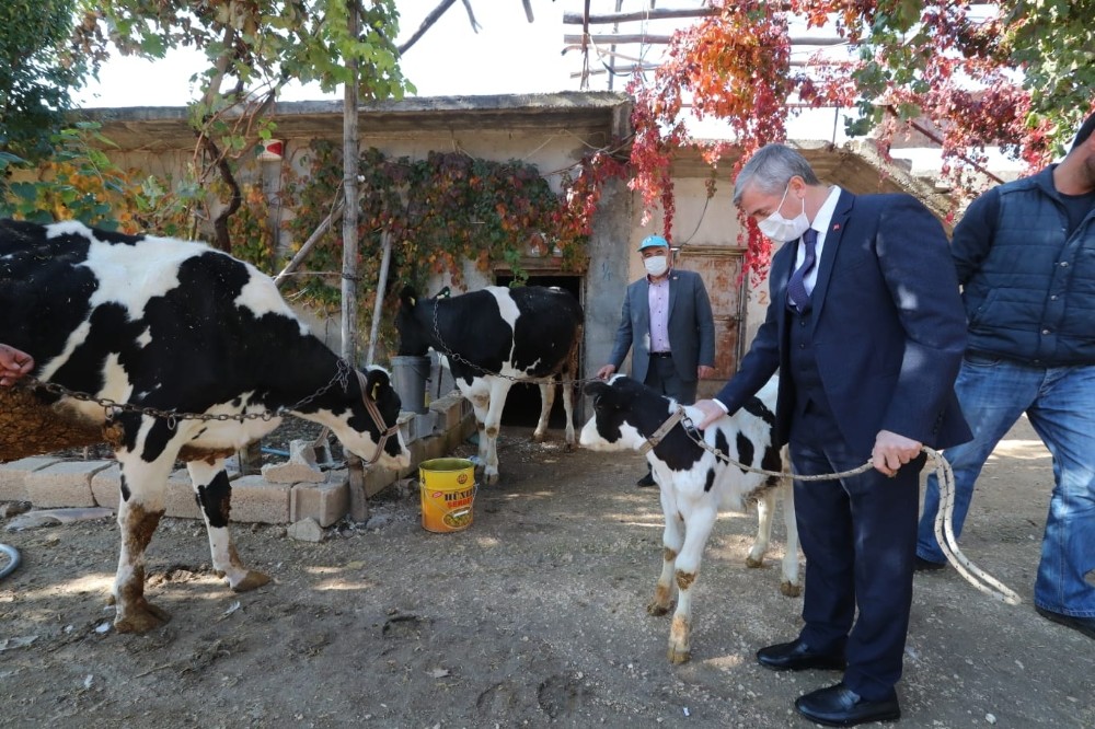 Şahinbey'den hayvan yetiştiricilerine destek sürüyor