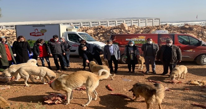 Milletvekili Taşdoğan sokak hayvanlarını unutmadı