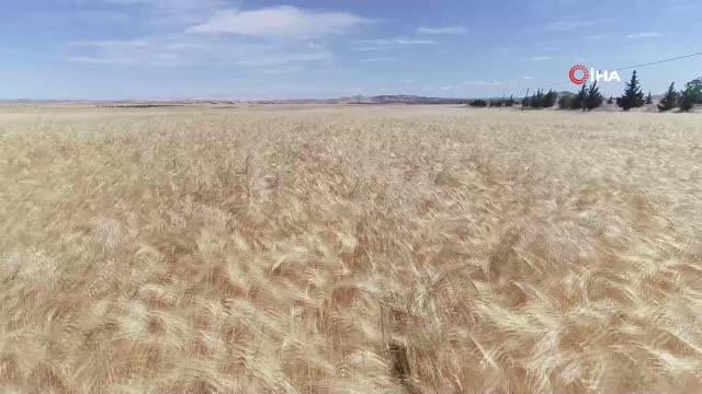 Başkan Tahmazoğlu Çiftçilerin Hasat Sevincine Ortak Oldu