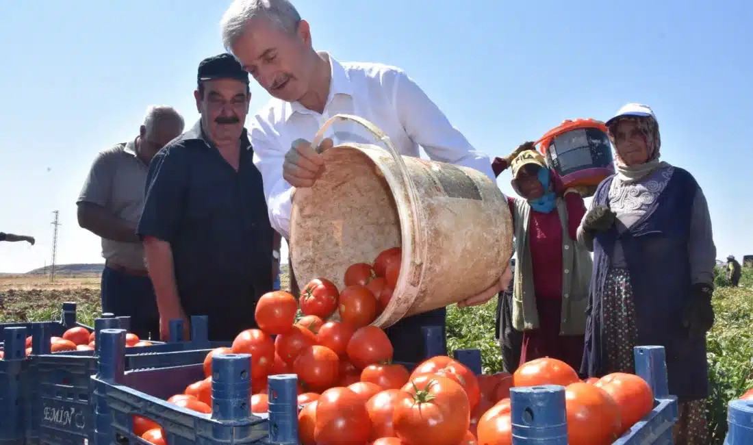 Çiftçilere fide desteğinde bulunan