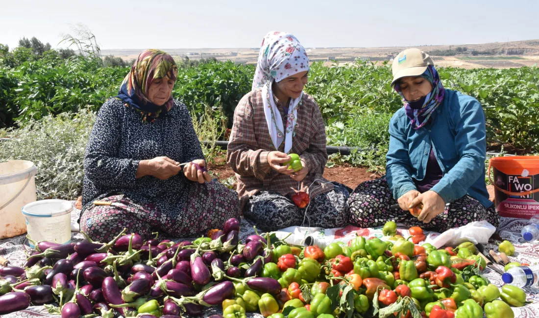 Şahinbey Belediyesi tarımı kalkındırmak