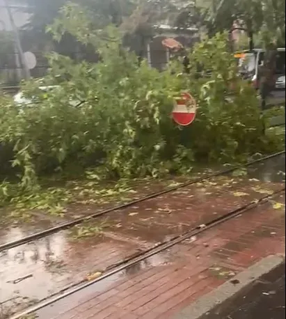 Gaziantep'te aşırı yağmur ağaç devirdi!