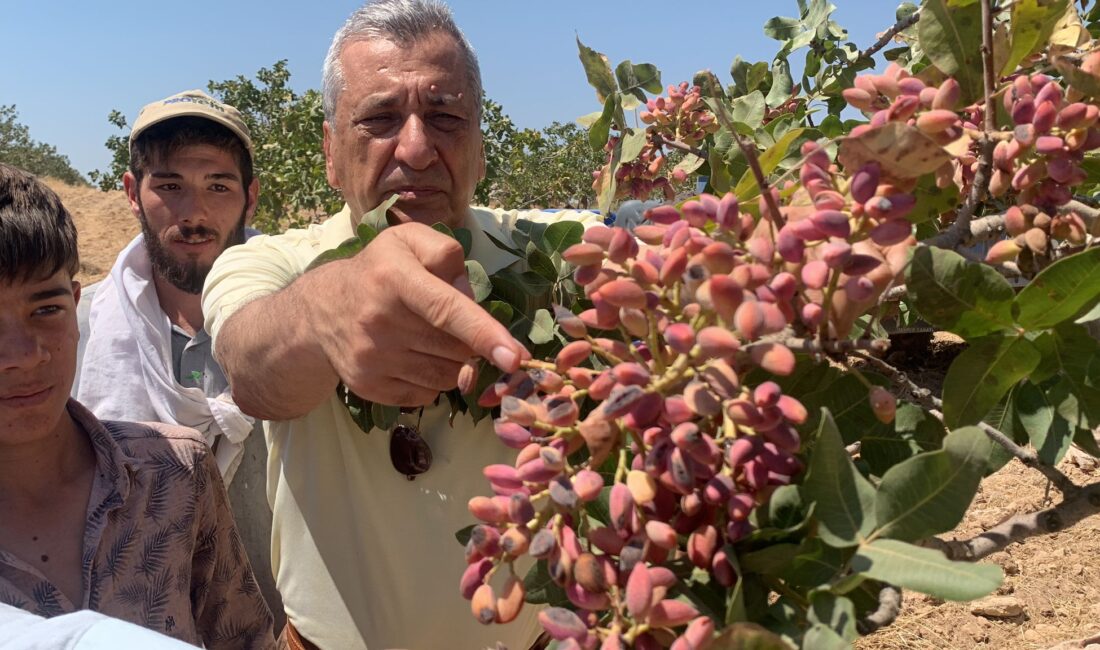 Ticaret Bakanlığı, Antep fıstığı